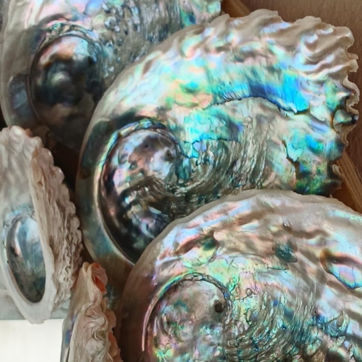 Abalone Sunset image 2