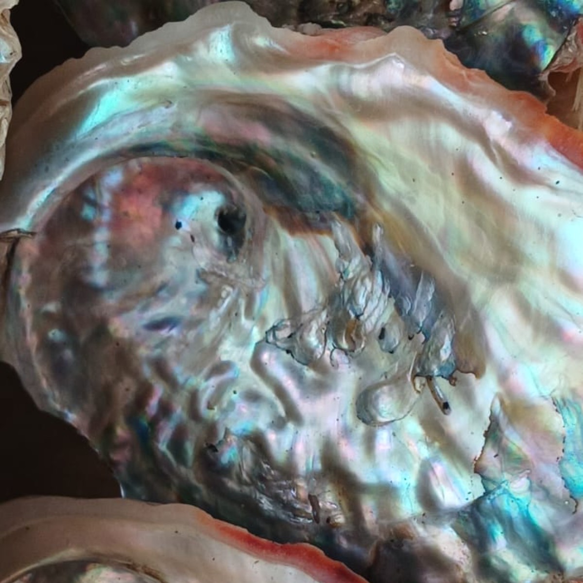 Abalone Sunrise image 4