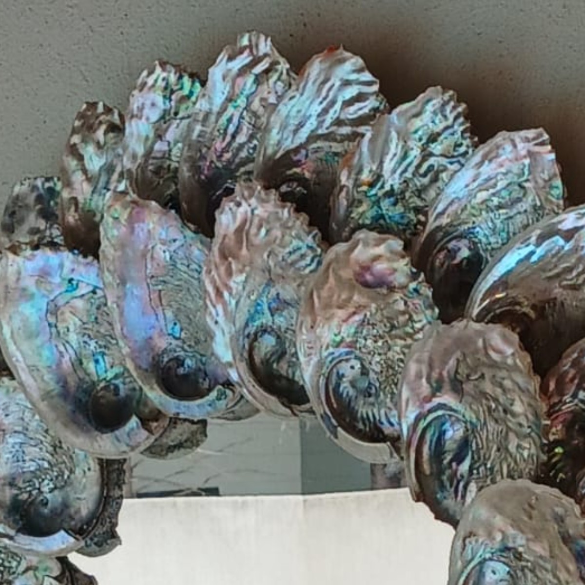 Abalone Sunrise image 7