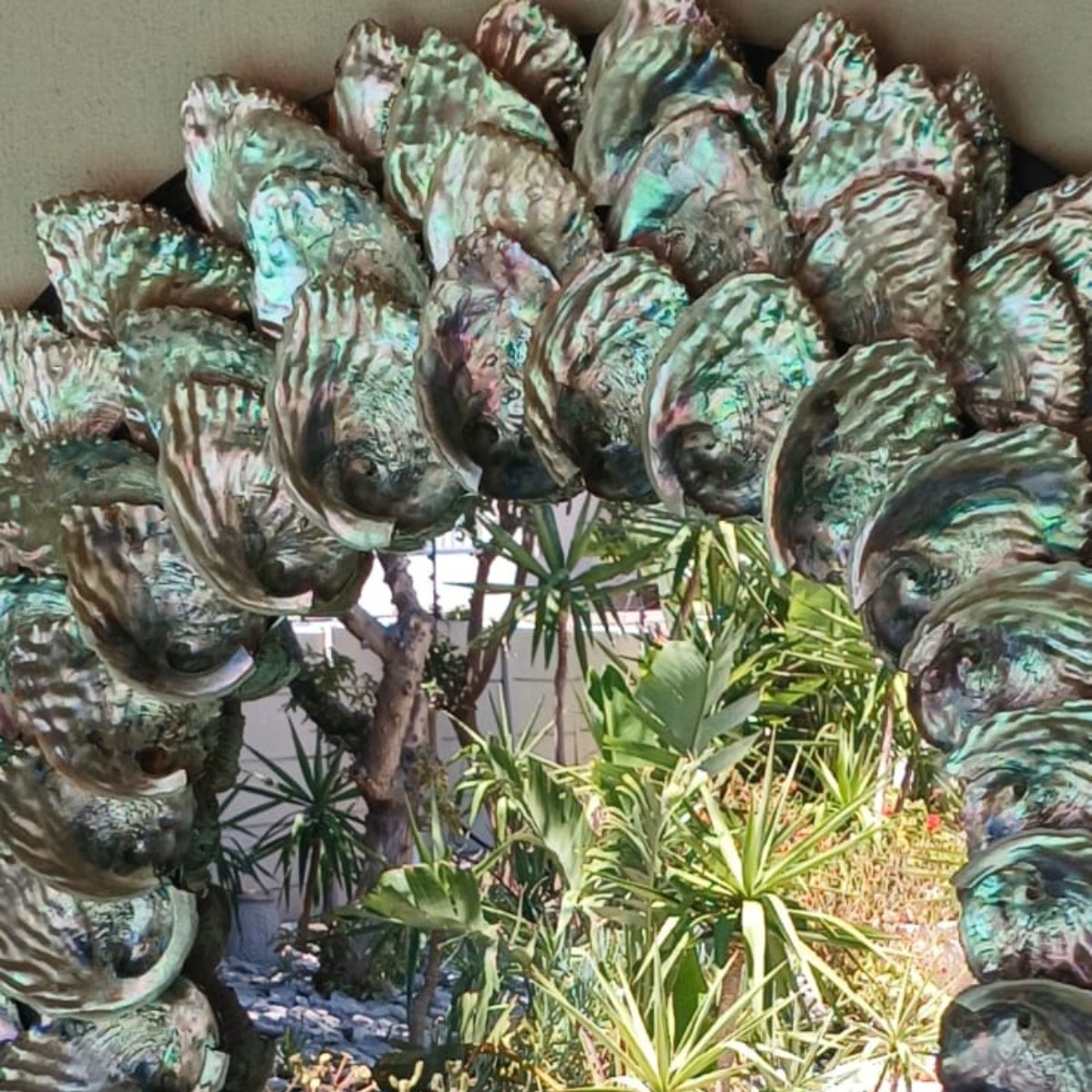 Abalone Ocean Mirror image 4