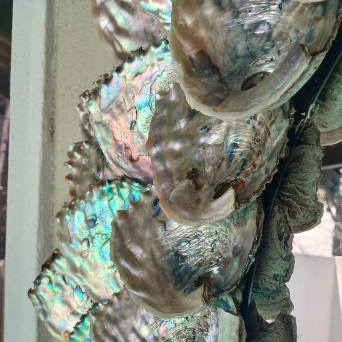 Abalone Ocean Mirror image 2