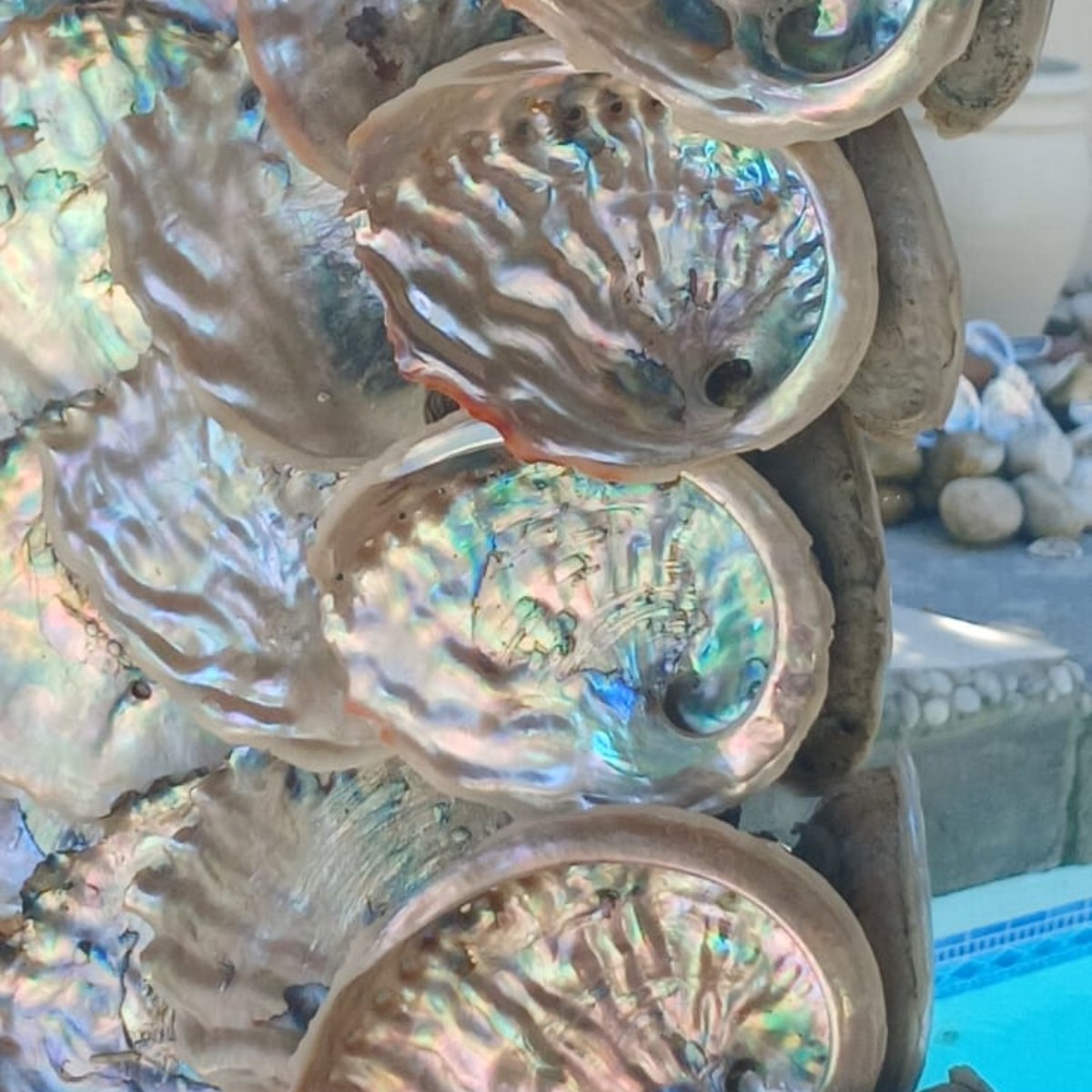 Abalone Ocean Mirror image 6