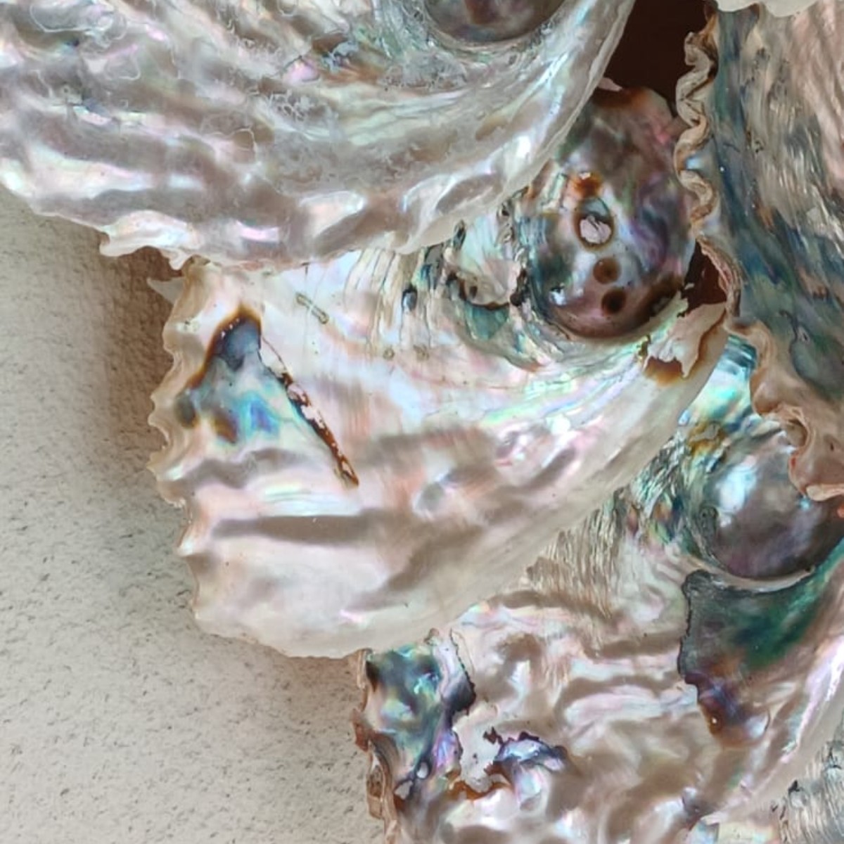 Abalone Sunrise image 5