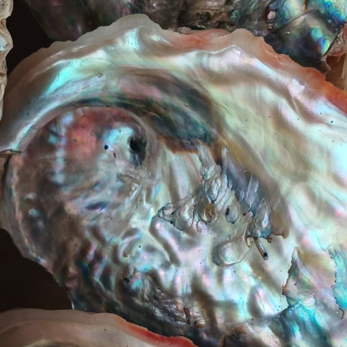 Abalone Sunset image 5