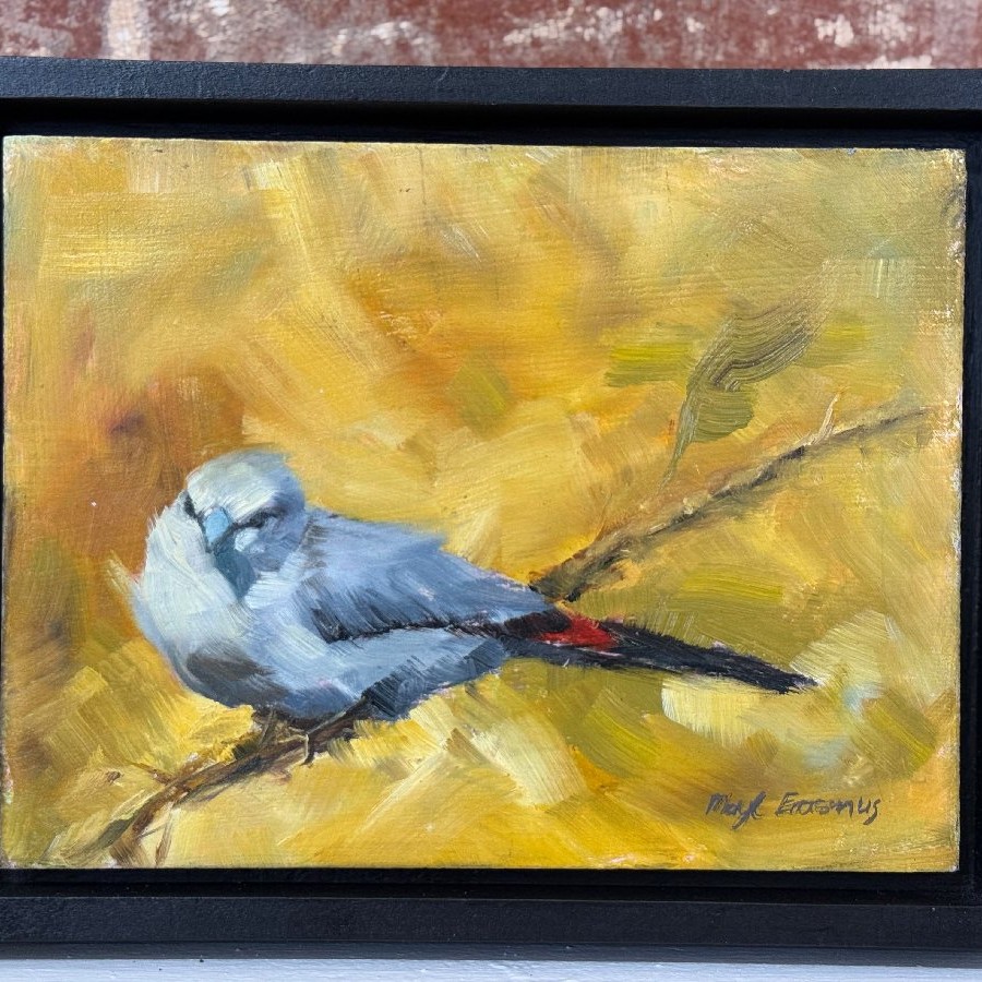 Grey Waxbill