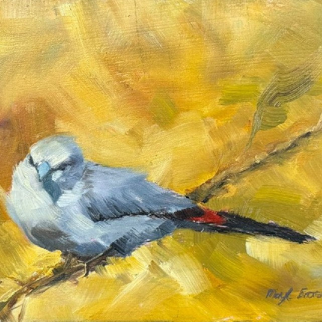 Grey Waxbill image 2