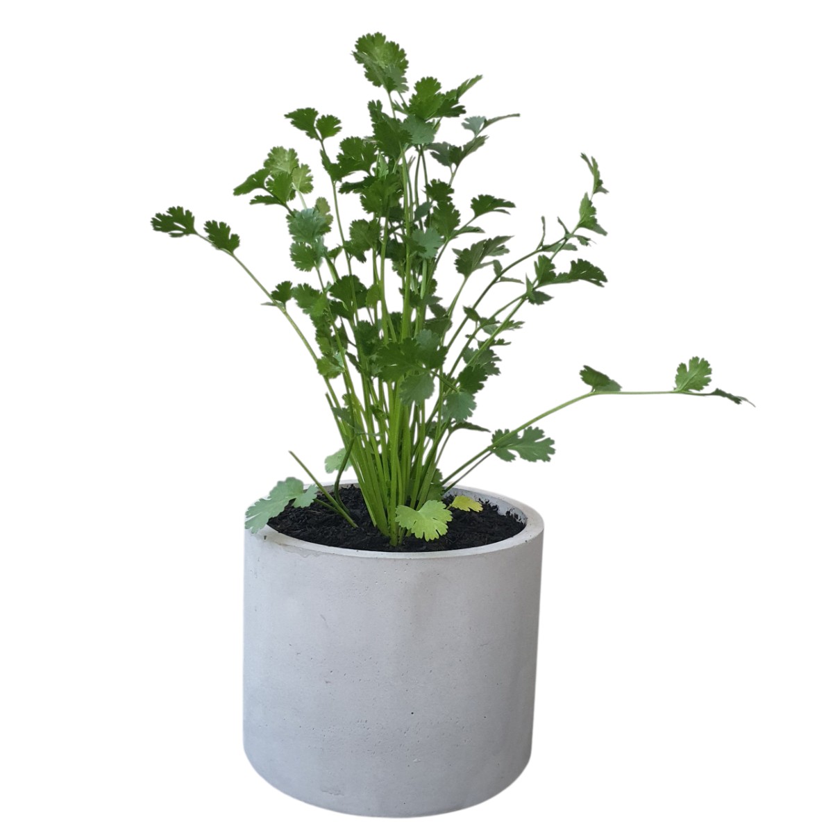 Planting Pot - cement - Stone-like image 2